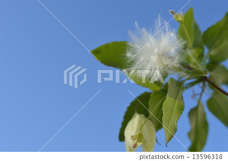 鐵線蓮屬的絨毛和藍天 鐵線蓮屬的絨毛和藍天 13596318