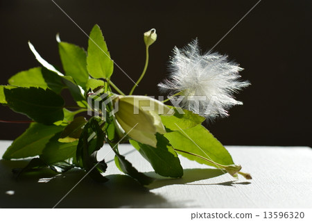 鐵線蓮絨毛 13596320