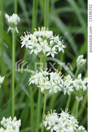 Flowers Flowers 13596352