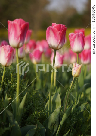Tulip Royal Ten 13596500