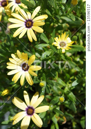 Lemon Symphony 13596517