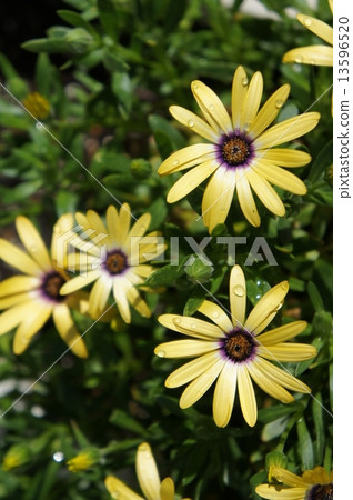 Lemon Symphony 13596520