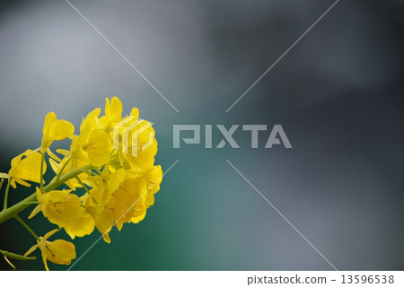 Close-up of rape blossoms Close-up of rape blossoms 13596538