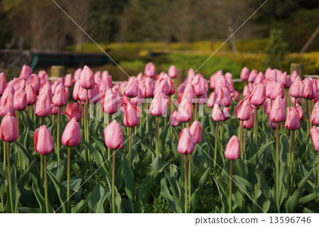 Tulip 'Pink Impression