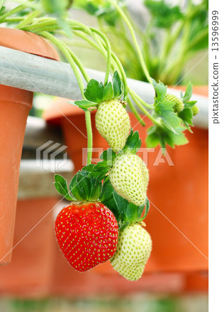 Strawberry farming agriculture Strawberry farming agriculture 13596999