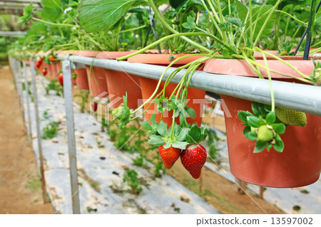 Strawberry farming agriculture 13597002
