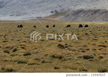 Yak at Nubra Valley Leh Ladahk India 13597037