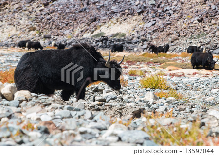 Yak at Nubra Valley Leh Ladahk India Yak at Nubra Valley Leh Ladahk India 13597044
