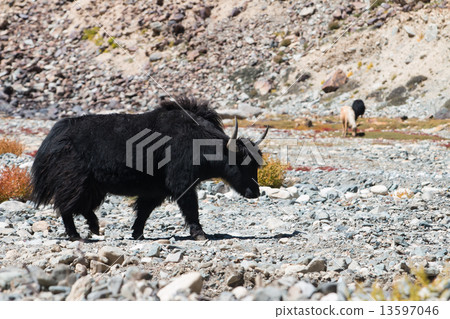 Yak at Nubra Valley Leh Ladahk India 13597046