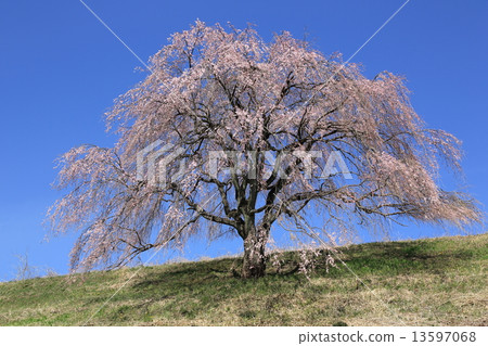 Cherry Blossoms Cherry Blossoms 13597068