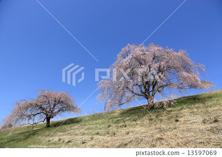 Cherry Blossoms	 13597069