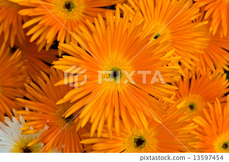 Orange Flowers Orange Flowers 13597454