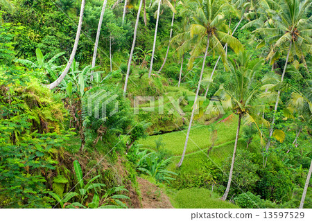 Amazing Rice Terrace field, Ubud, Bali, Indonesia. Amazing Rice Terrace field, Ubud, Bali, Indonesia. 13597529