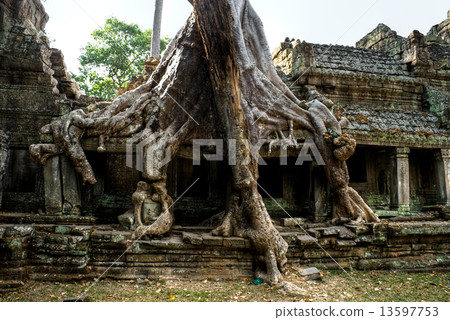 Big Tree at Preah Khan Temple, Angkor Wat, cambodia. 13597753