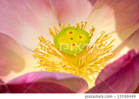 Lotus Lotus 13598449