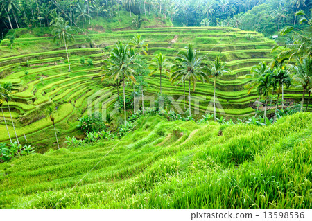 Amazing Rice Terrace field, Ubud, Bali, Indonesia. 13598536