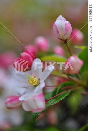 Zumi's flower 13598618