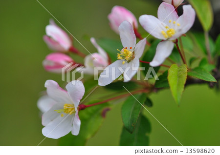 Zumi's flower 13598620