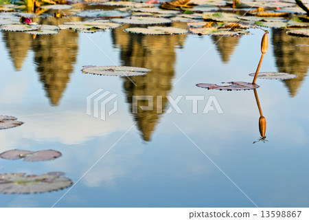 Dragonfly and Angkor Wat at sunset, Cambodia. 13598867