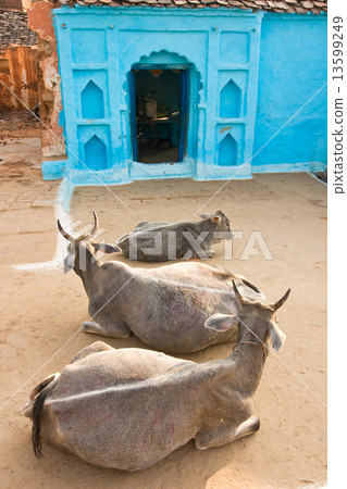 Three Cow in Orcha, India. 13599249