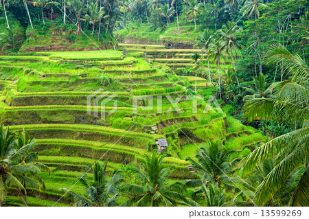 Borobudur Temple, Yogyakarta, Java, Indonesia. Borobudur Temple, Yogyakarta, Java, Indonesia. 13599269