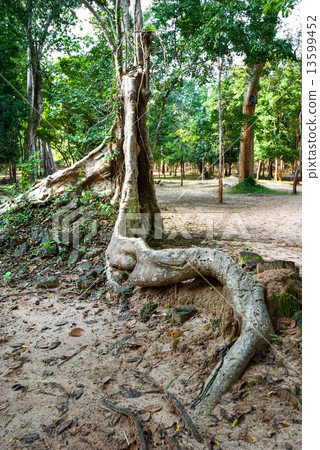 Big Tree in a tropical forest, Cambodia. Big Tree in a tropical forest, Cambodia. 13599452