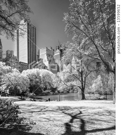 Central park, New York City. USA. 13599652