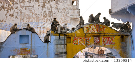 Monkeys in Jaipur, India. 13599814