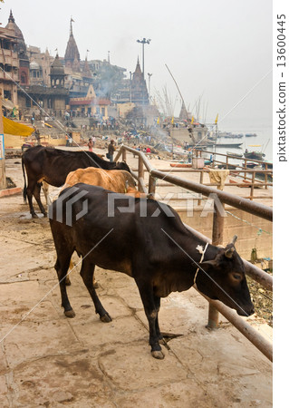 Varanasi (Benares) Varanasi (Benares) 13600445
