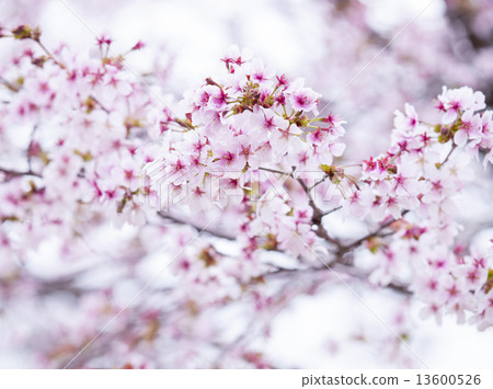 Sakura (Miyamazakura) Sakura (Miyamazakura) 13600526