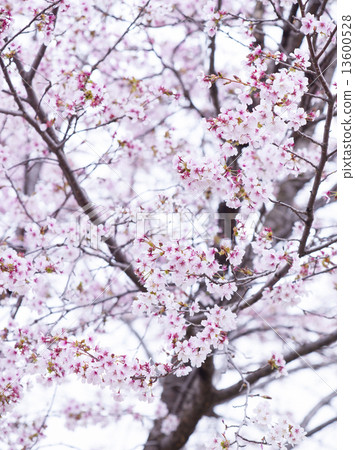 Sakura (Miyamazakura) Sakura (Miyamazakura) 13600528