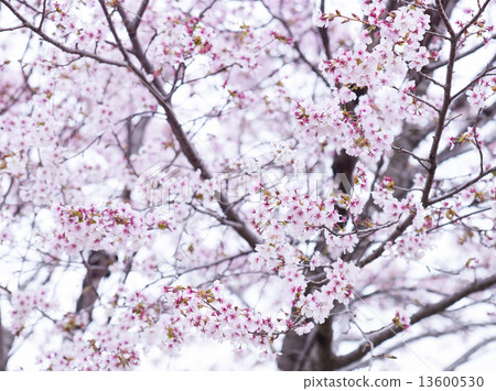 Sakura (Miyamazakura) 13600530