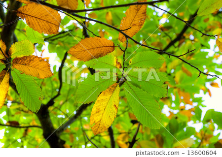 Autumnal Chestnut's Leaf Autumnal Chestnut's Leaf 13600604
