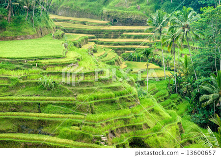 Amazing Rice Terrace field, Ubud, Bali, Indonesia. Amazing Rice Terrace field, Ubud, Bali, Indonesia. 13600657