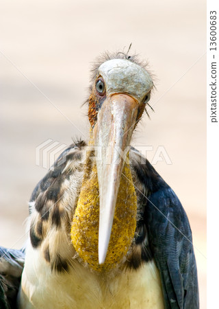 Marabou. Marabou. 13600683