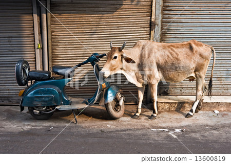 Cow and scooter, Old Delhi, India. Cow and scooter, Old Delhi, India. 13600819
