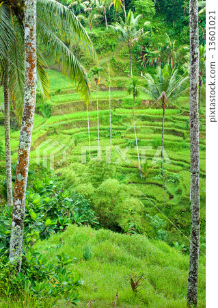 Amazing Rice Terrace field, Ubud, Bali, Indonesia. 13601021
