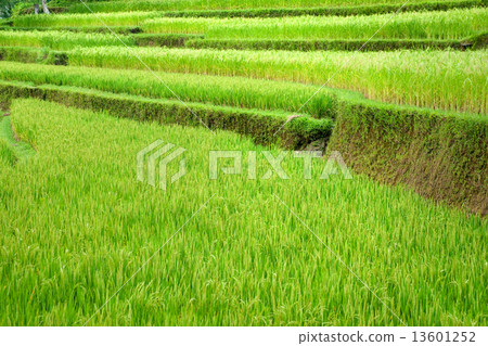 Amazing Rice Terrace field, Ubud, Bali, Indonesia. 13601252