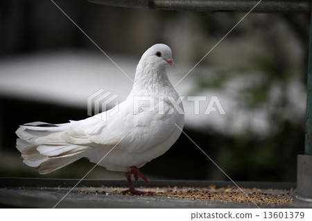 孔雀黃油 13601379