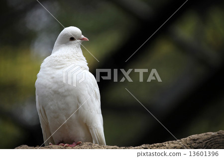 Peacock Butter 13601396