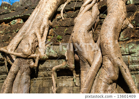 Detail of big at Ta Prohm, Siem reap, Cambodia. Detail of big at Ta Prohm, Siem reap, Cambodia. 13601409