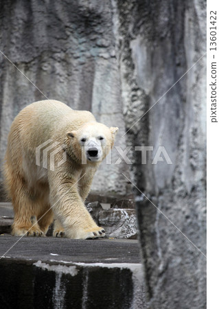 Polar bear 13601422