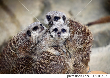 meerkat meerkat 13601454