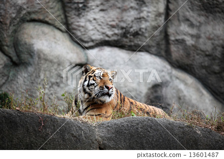 Amur Tora 13601487
