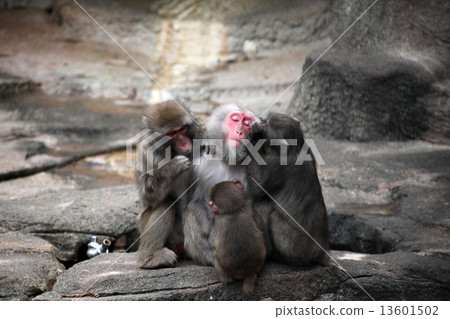 Japanese macaques Japanese macaques 13601502