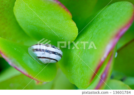 Snail on a Plant. Snail on a Plant. 13601784