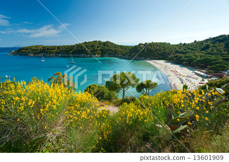 Fetovaia beach, Elba island. Italy. 13601909