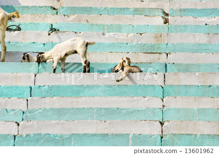 Animals on the Ghats, Varanasi (Benares) Animals on the Ghats, Varanasi (Benares) 13601962