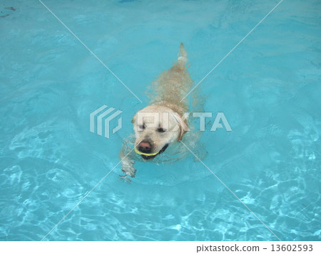 Swimming dog Swimming dog 13602593