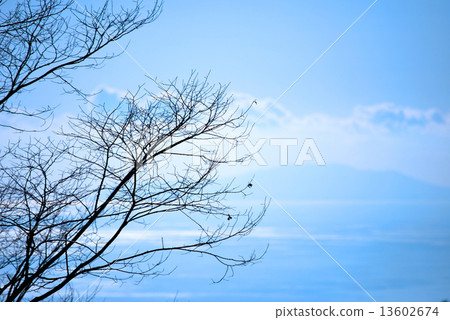 tree, wood, sky 13602674